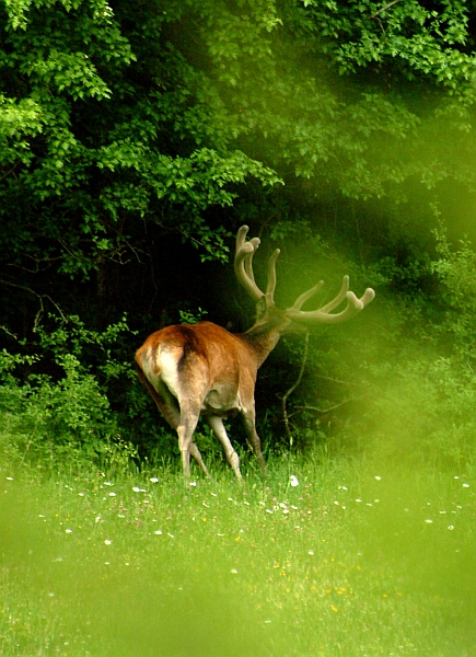 PASSIONE PER IL CERVO